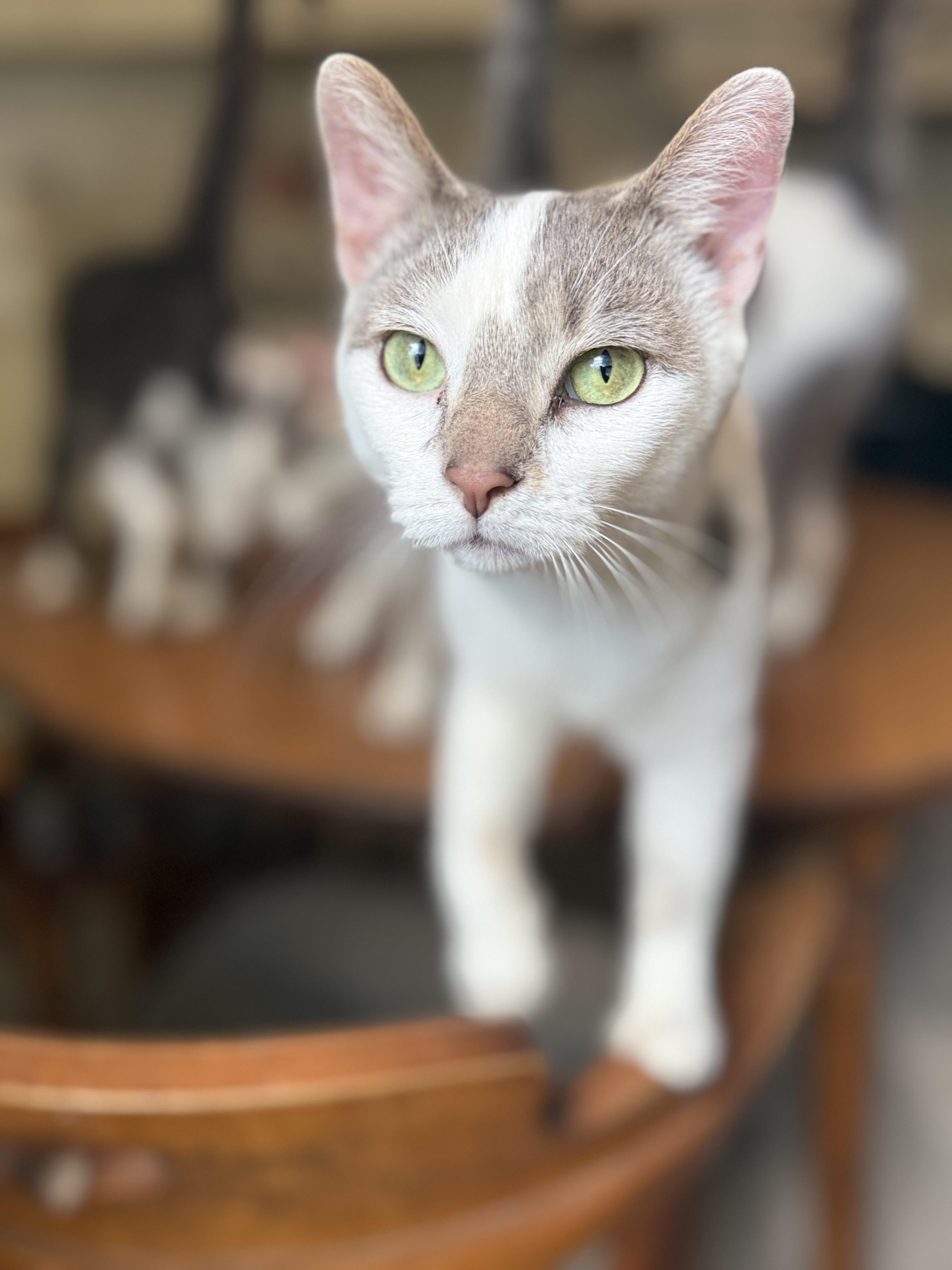 Orion, a ADOPTABLE Domestic Short Hair in Royalton, IL image 3/4