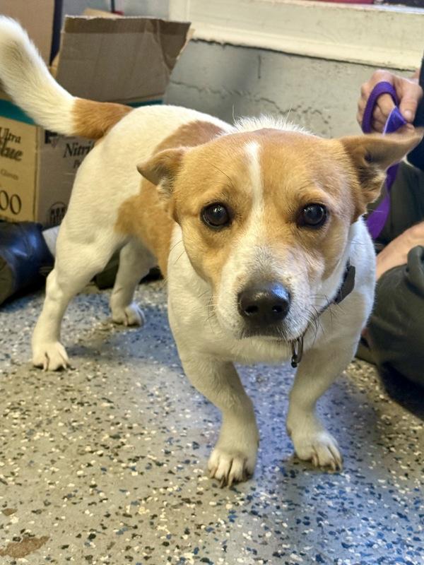 Enlarge Ace, a ADOPTABLE Corgi in Mobile, AL image 1/1