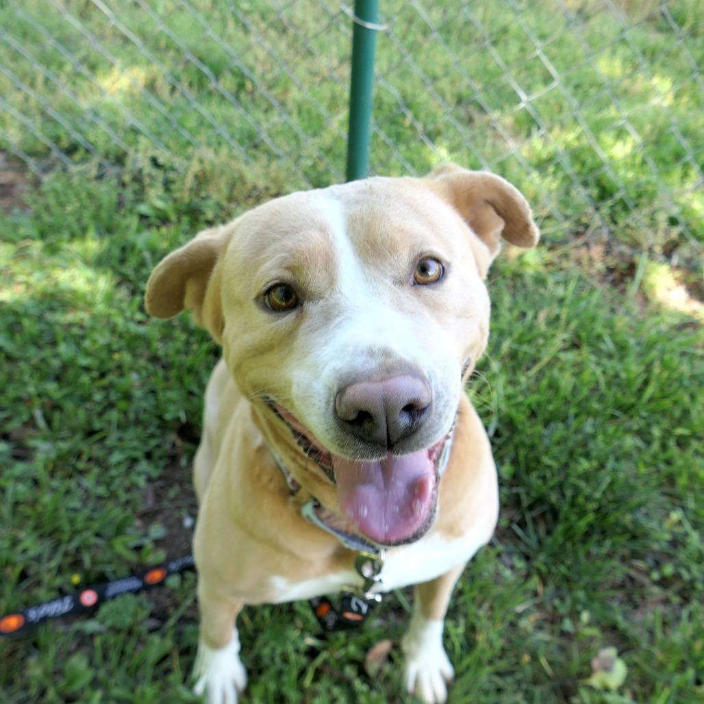 Izzy, Adoptable, Adult Female Mixed Breed.