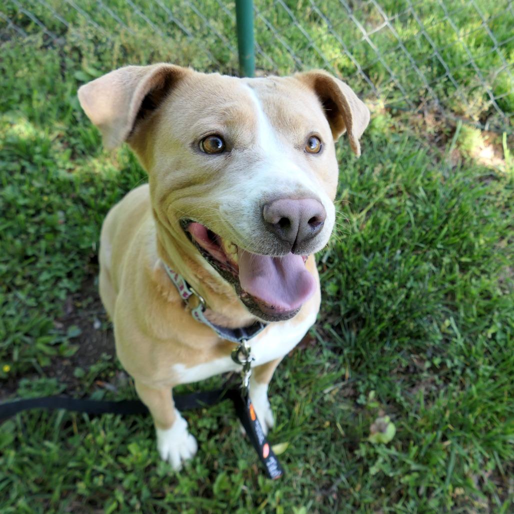 Izzy, a Adoptable Mixed Breed in Mebane, NC image 2/6