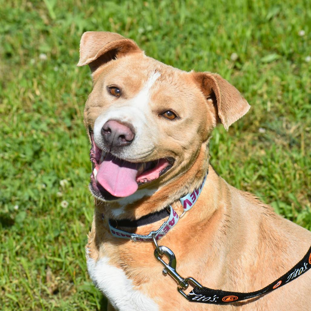 Enlarge Izzy, a Adoptable Mixed Breed in Mebane, NC image 1/6