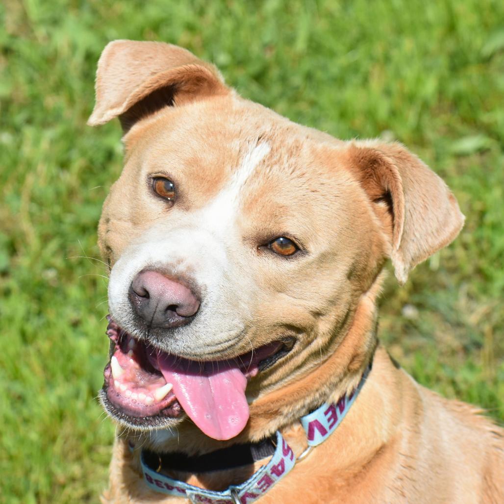 Enlarge Izzy, a Adoptable Mixed Breed in Mebane, NC image 2/6