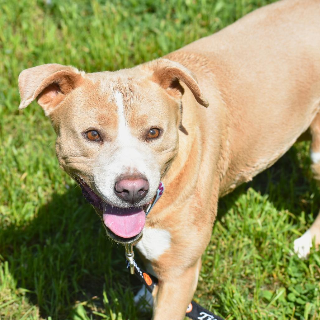 Izzy, a Adoptable Mixed Breed in Mebane, NC image 5/6