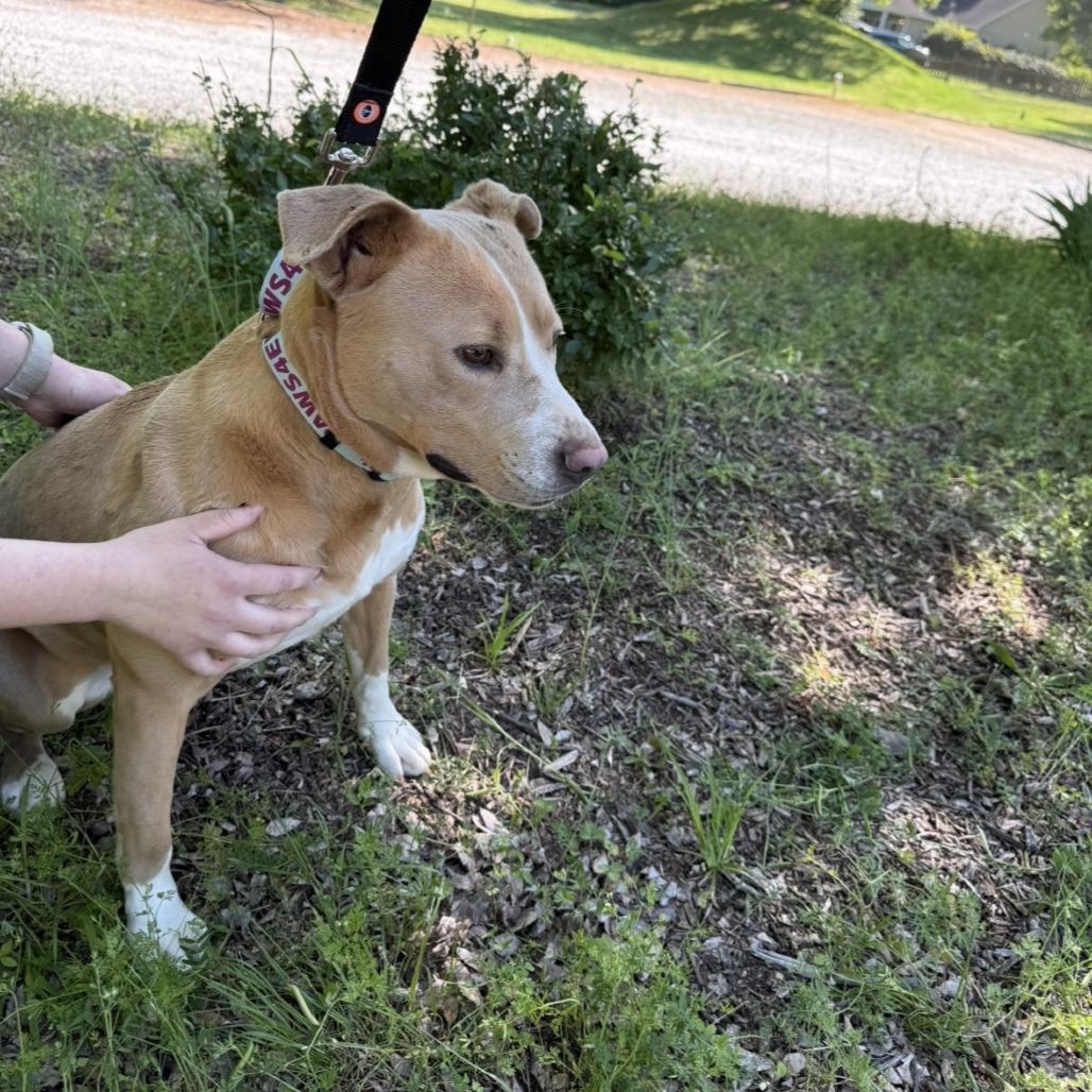 Enlarge Izzy, a Adoptable Mixed Breed in Mebane, NC image 4/6