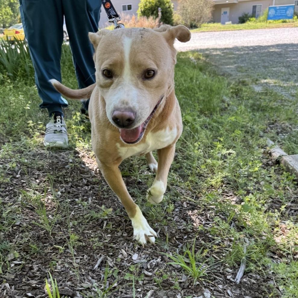 Enlarge Izzy, a Adoptable Mixed Breed in Mebane, NC image 5/6