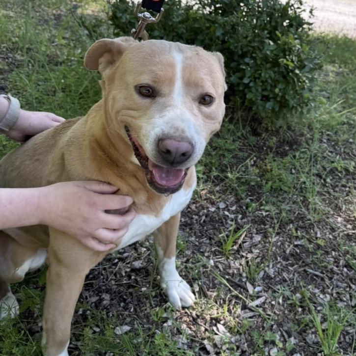 Enlarge Izzy, a Adoptable Mixed Breed in Mebane, NC image 6/6