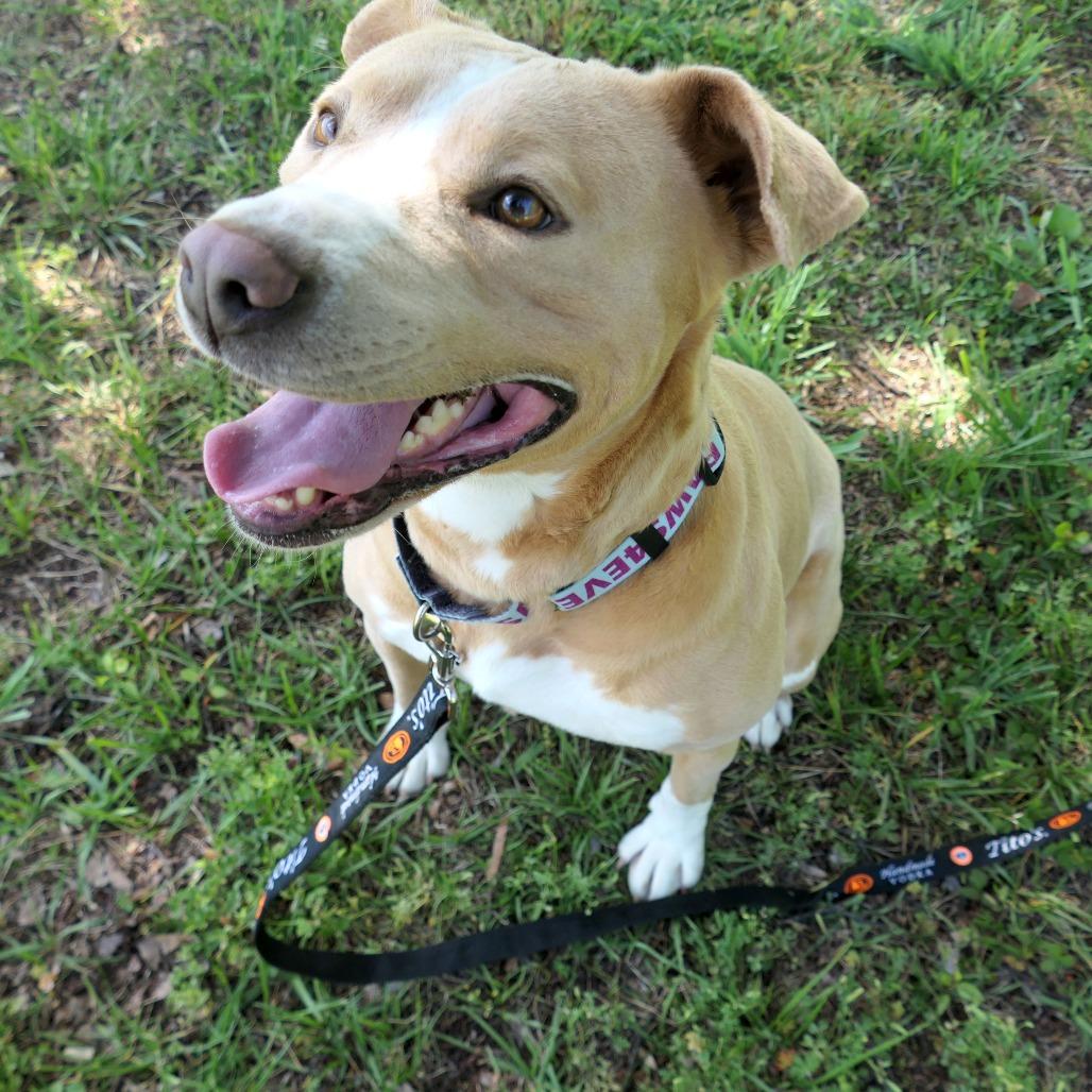 Izzy, a Adoptable Mixed Breed in Mebane, NC image 6/6