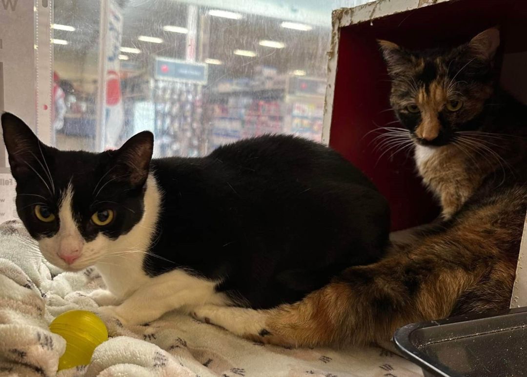 JENN YU, an adoptable Tuxedo, Domestic Short Hair in HEMET, CA, 92544 | Photo Image 2