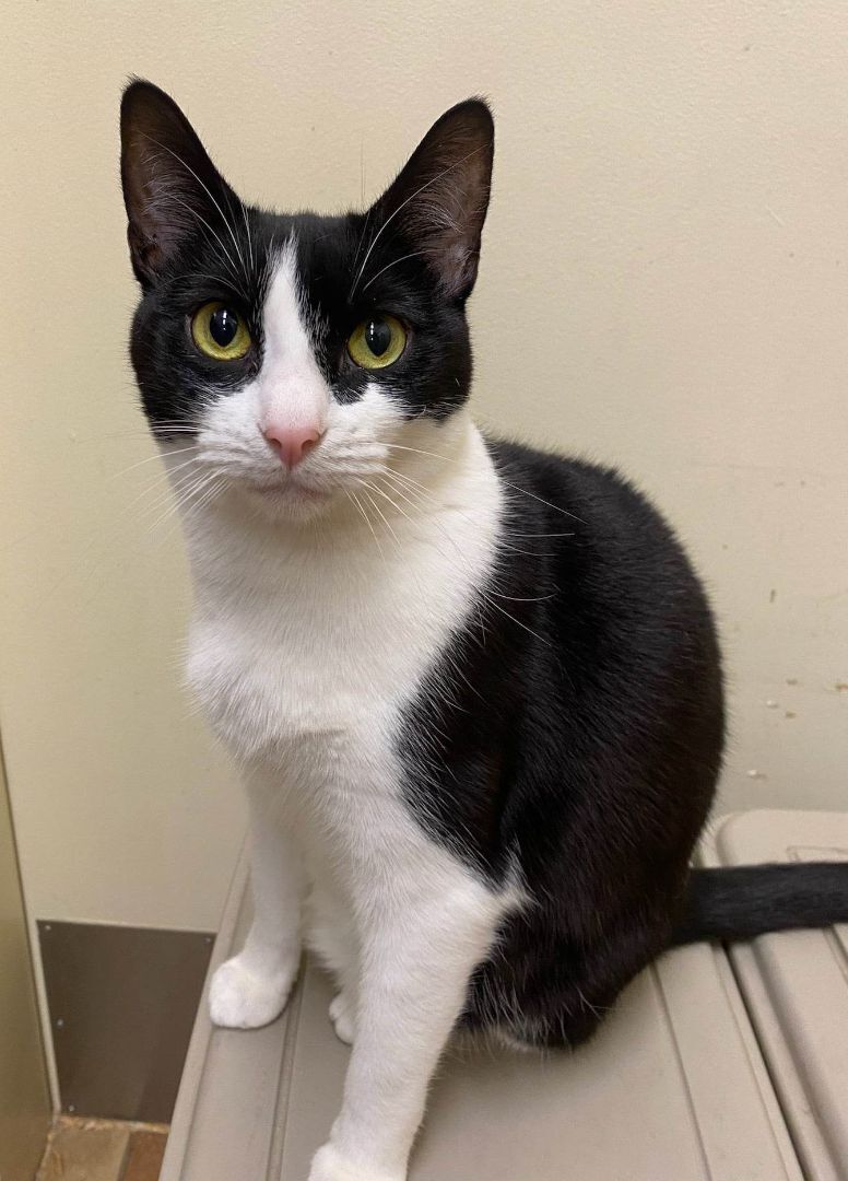 JENN YU, an adoptable Tuxedo, Domestic Short Hair in HEMET, CA, 92544 | Photo Image 4