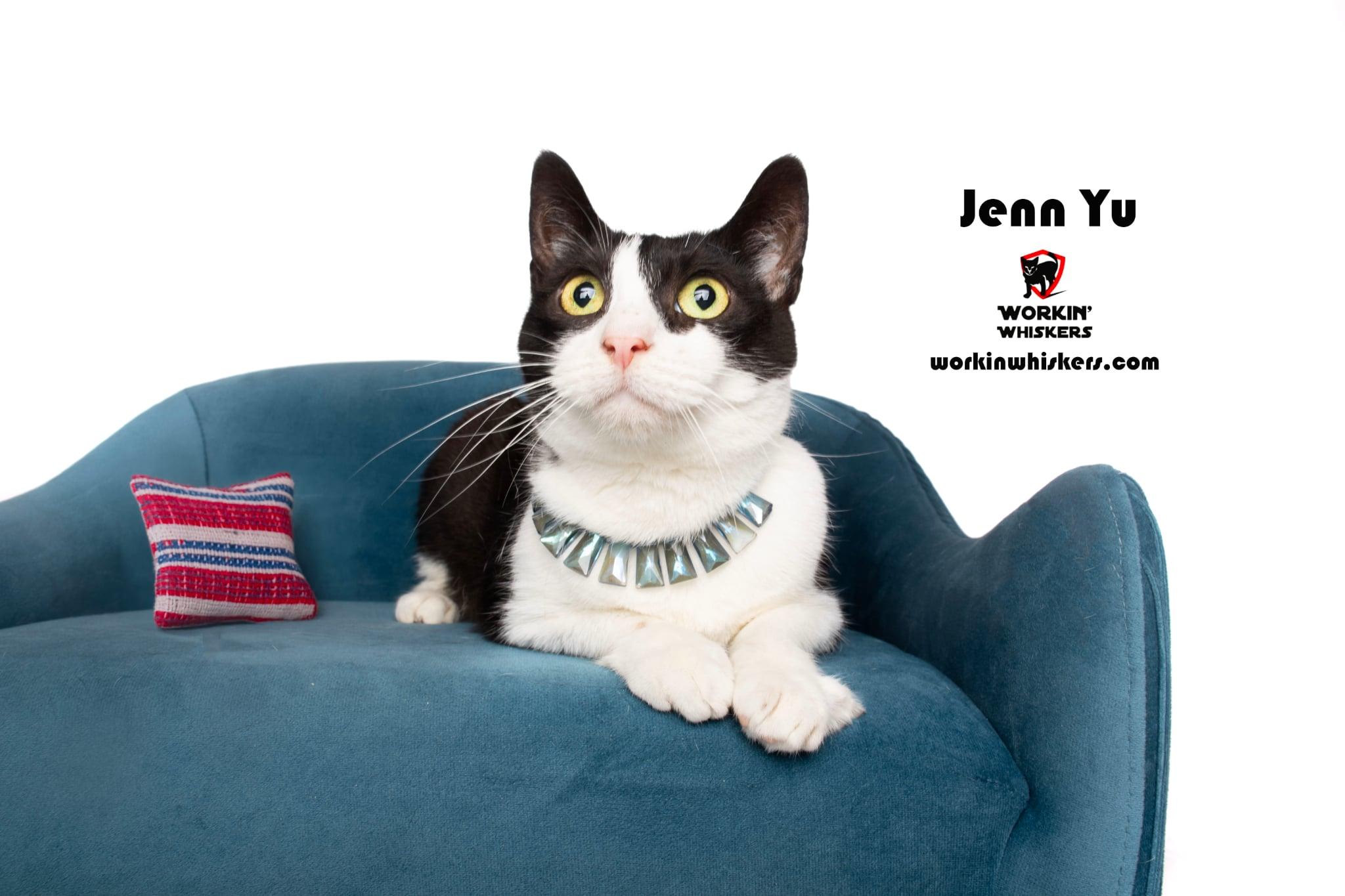 JENN YU, Adoptable, Young Female Tuxedo & Domestic Short Hair.