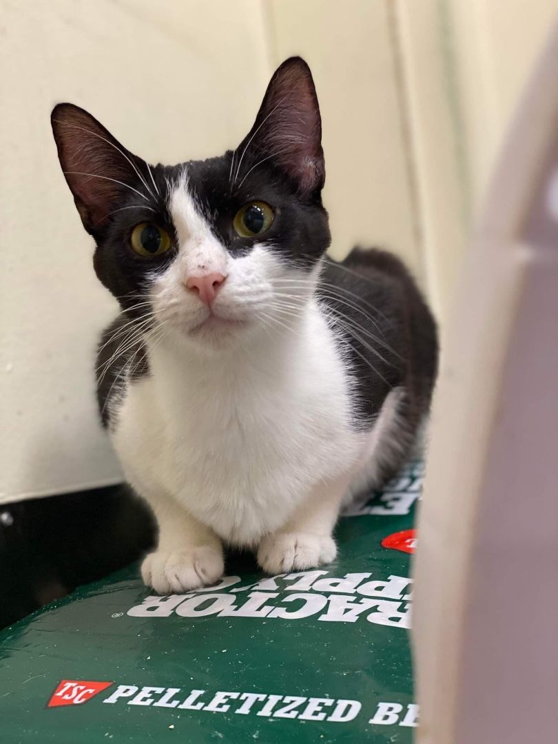 JENN YU, a Adoptable mixed breed in HEMET, CA image 5/6