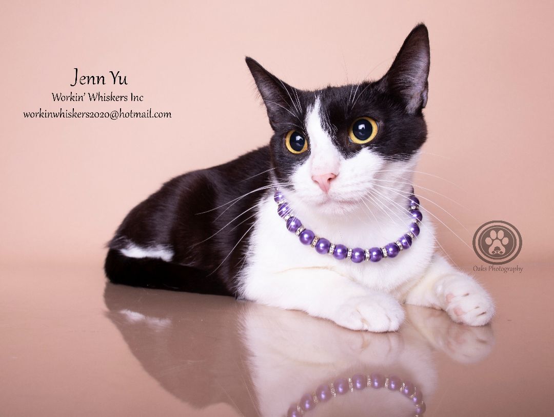 JENN YU, an adoptable Tuxedo, Domestic Short Hair in HEMET, CA, 92544 | Photo Image 3
