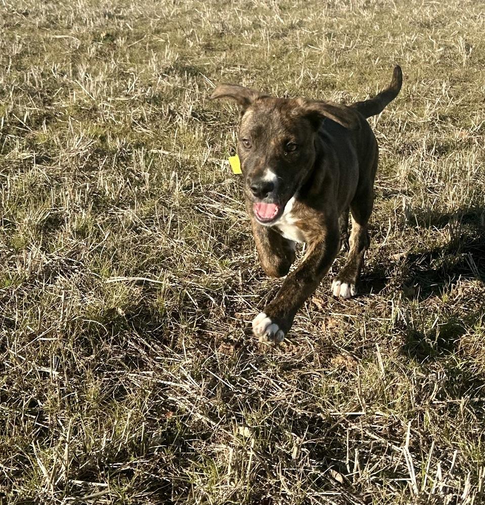 Enlarge Ophelia, a Adopted mixed breed in TULSA, OK image 1/5