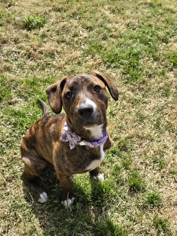 Enlarge Ophelia, a Adopted mixed breed in TULSA, OK image 3/5