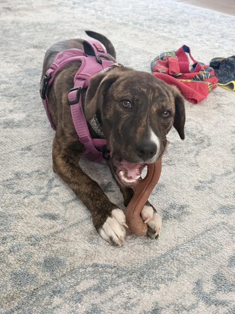 Enlarge Ophelia, a Adopted mixed breed in TULSA, OK image 4/5
