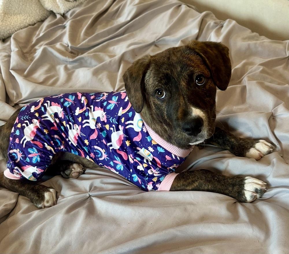 Enlarge Ophelia, a Adopted mixed breed in TULSA, OK image 5/5