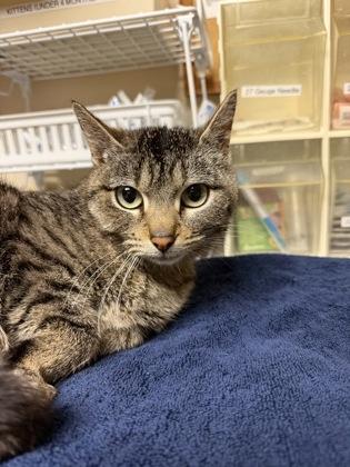 Coffee Bean, ADOPTABLE, Young Female Domestic Short Hair.