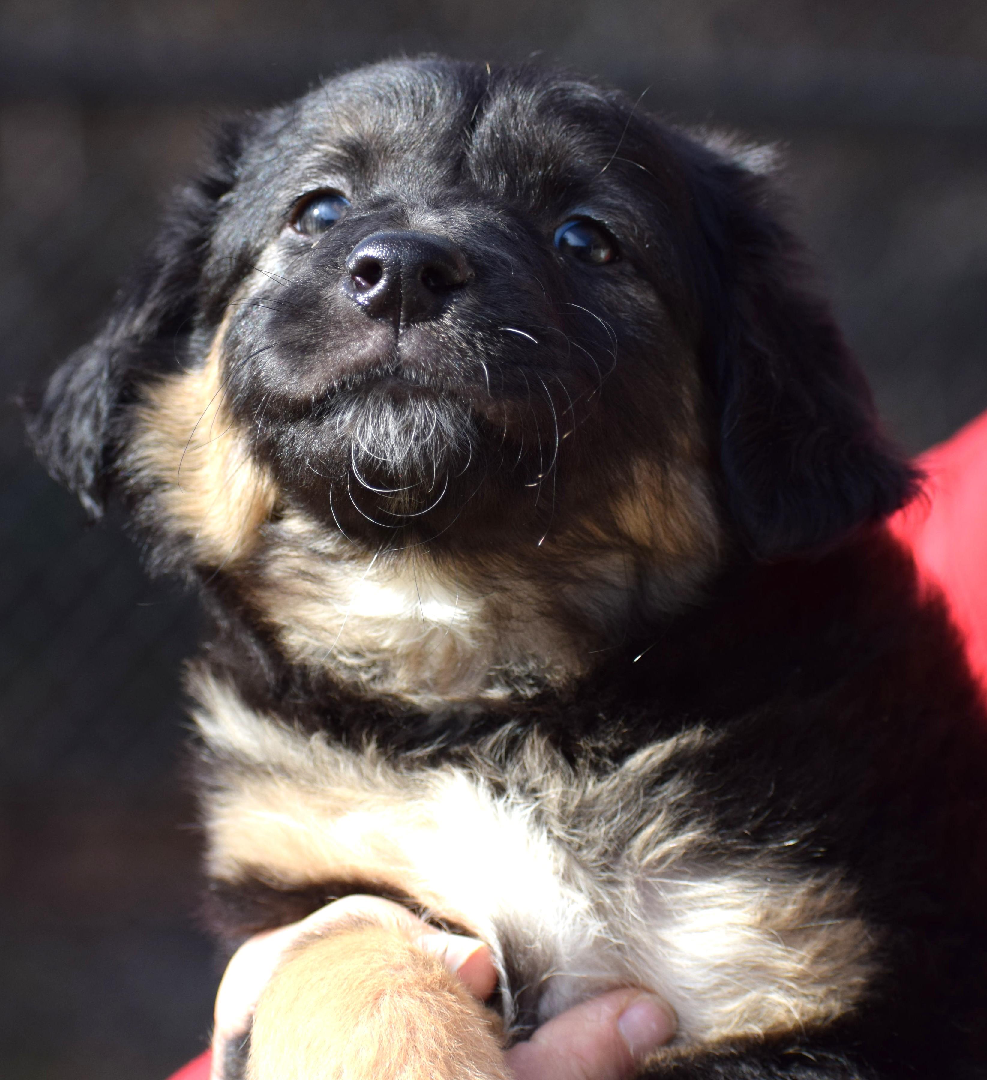 Sam-Pending! , a ADOPTABLE mixed breed in Frederick, MD image 1/5