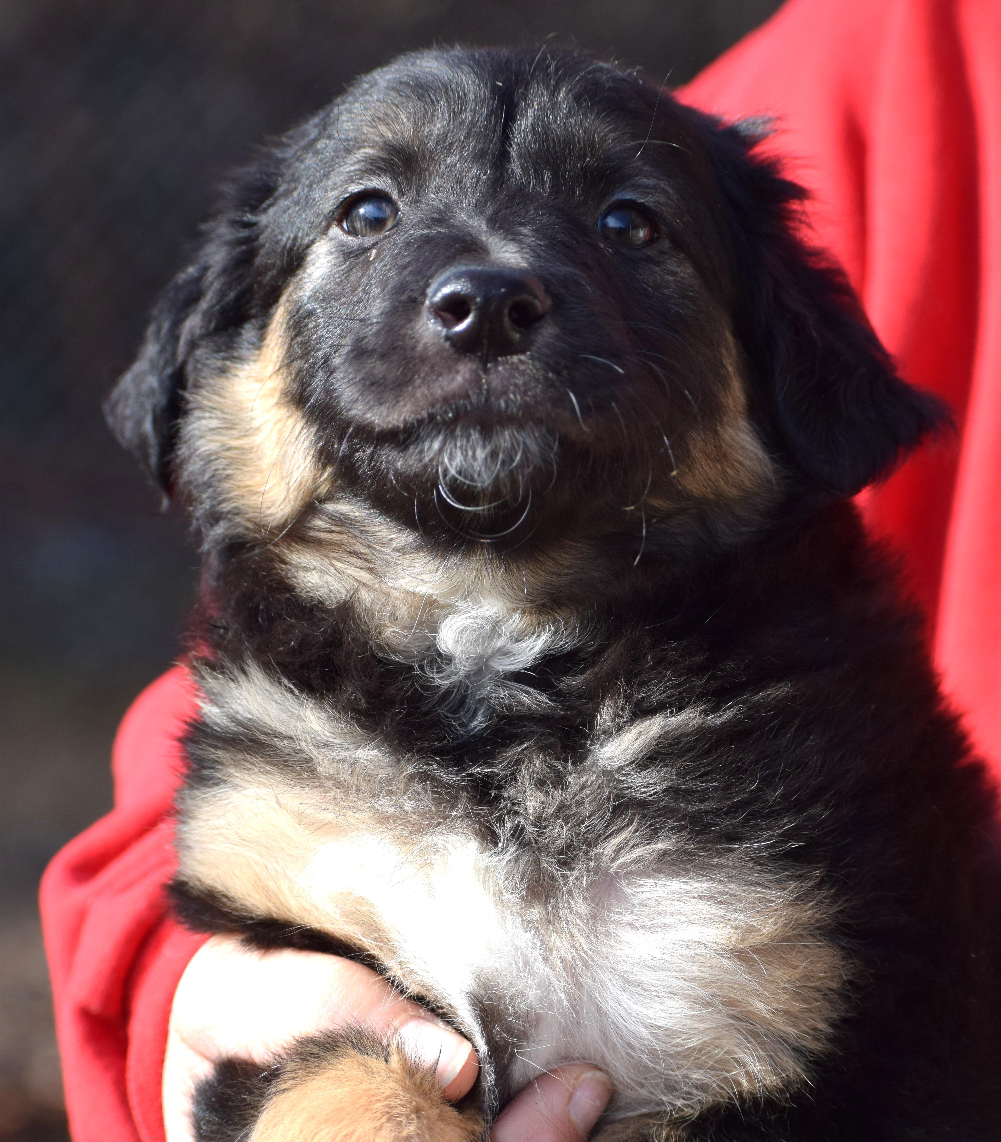 Sam-Pending! , a ADOPTABLE mixed breed in Frederick, MD image 2/5