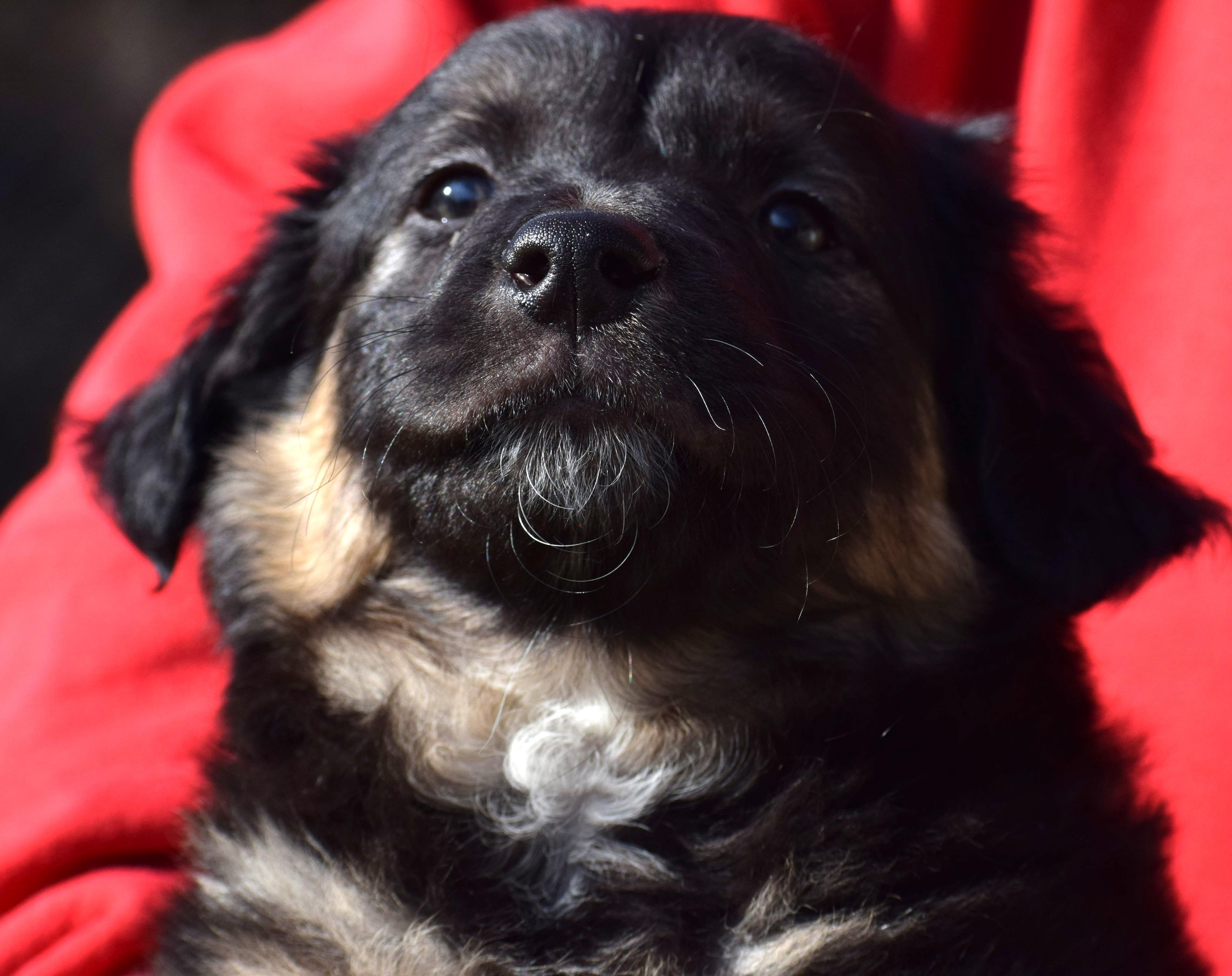 Sam-Pending! , a ADOPTABLE mixed breed in Frederick, MD image 3/5