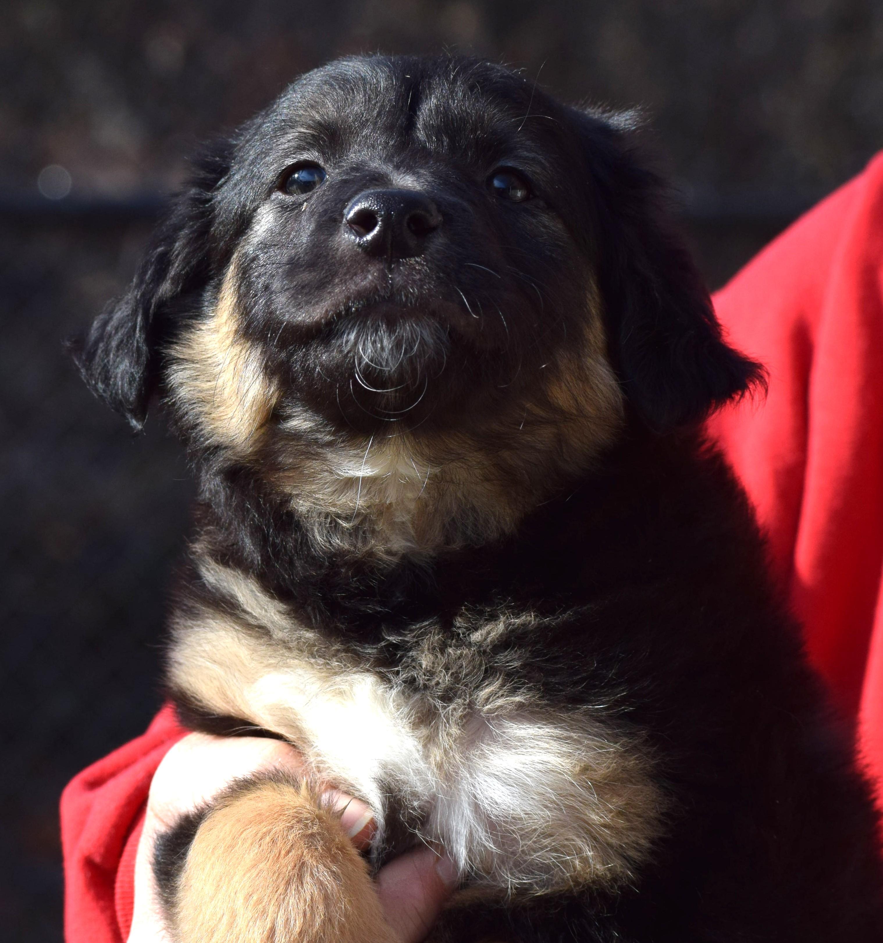 Sam-Pending! , a ADOPTABLE mixed breed in Frederick, MD image 4/5