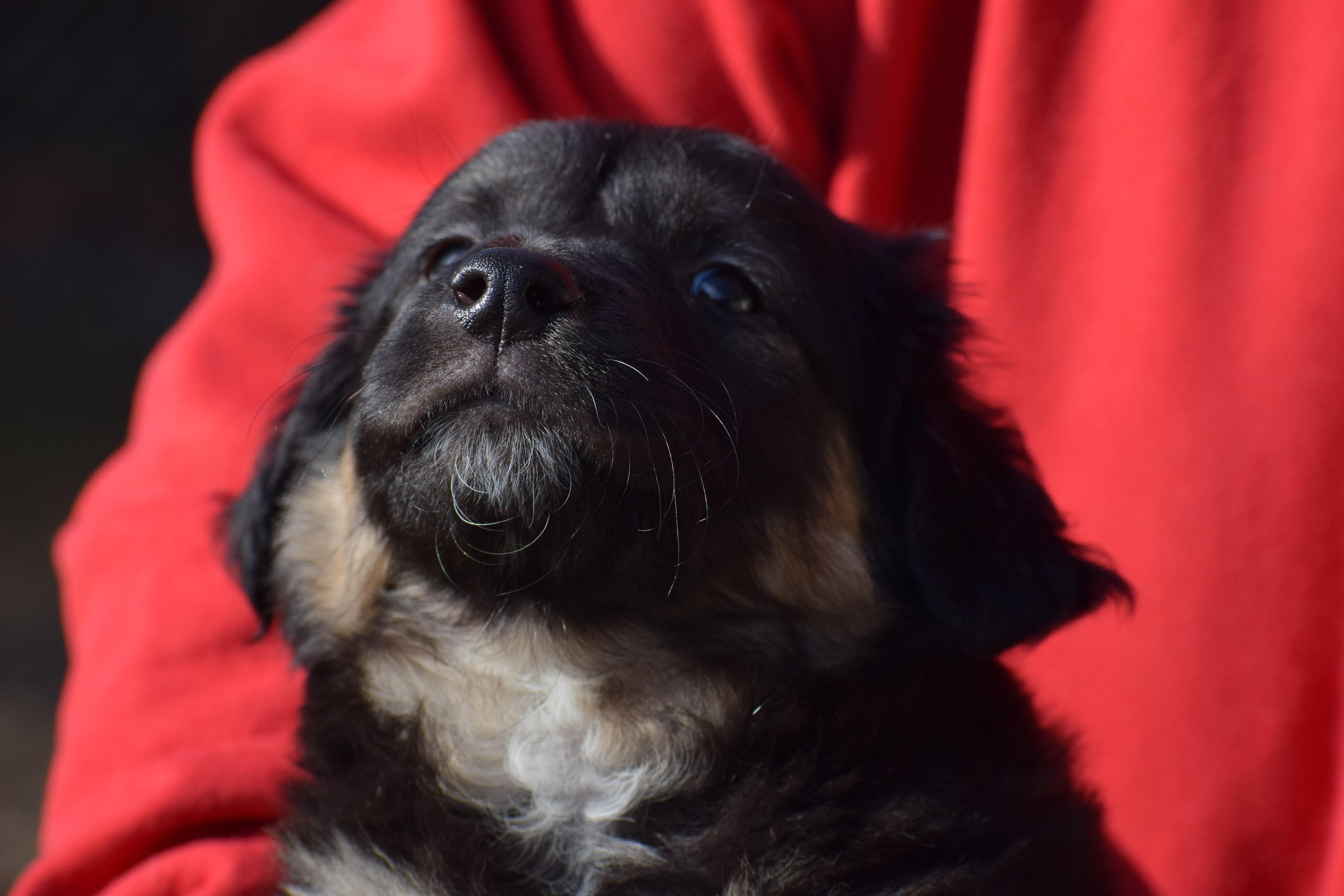 Sam-Pending! , a ADOPTABLE mixed breed in Frederick, MD image 5/5