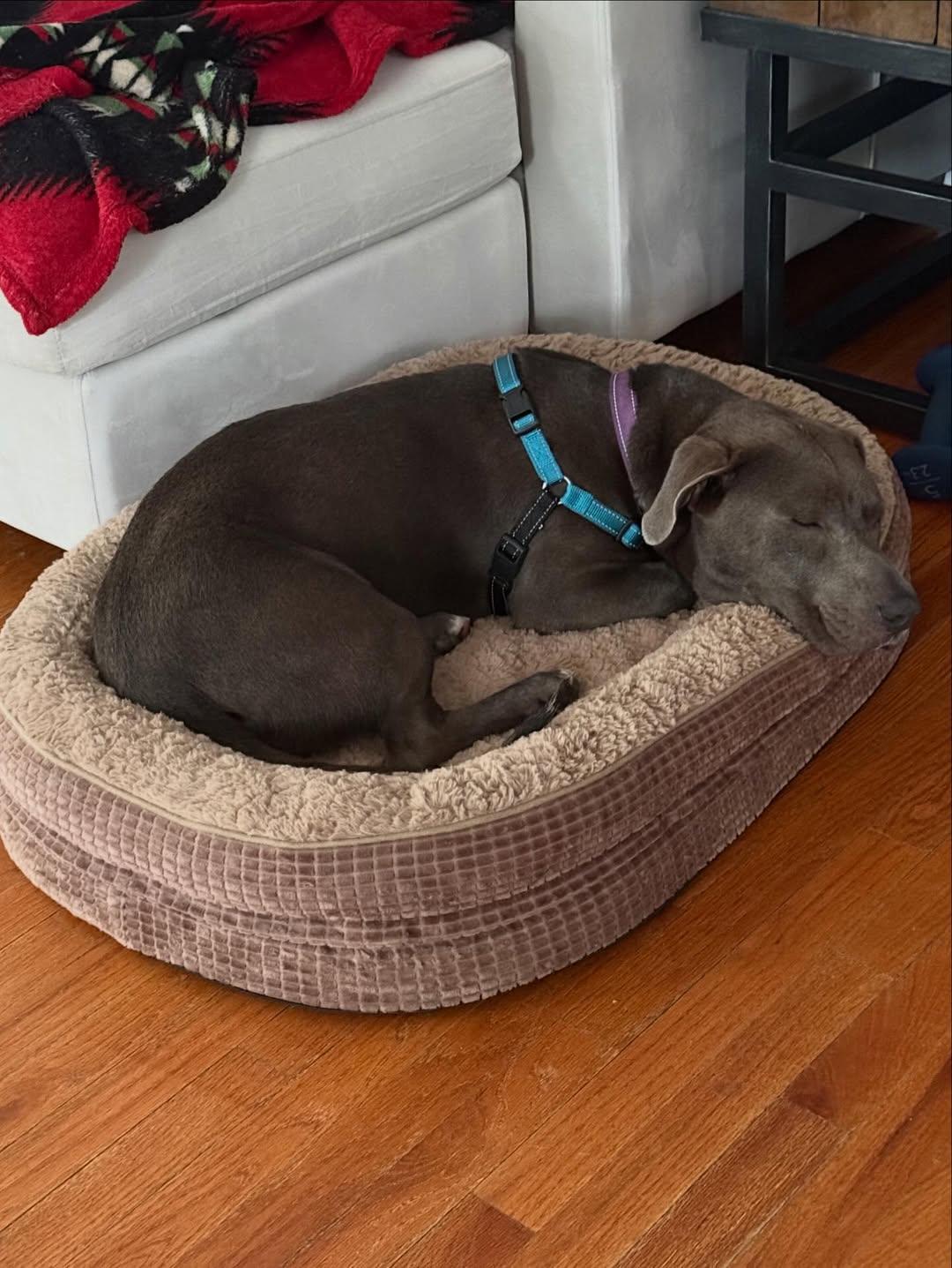 Tank, an adopted mixed breed in Detroit, MI image 5/6