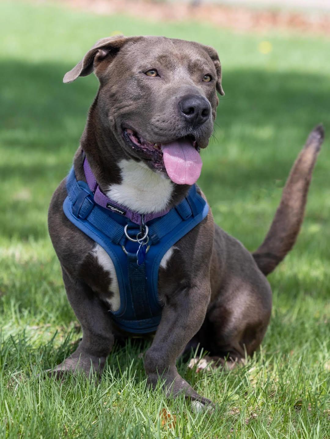 Tank, an adopted mixed breed in Detroit, MI image 6/6
