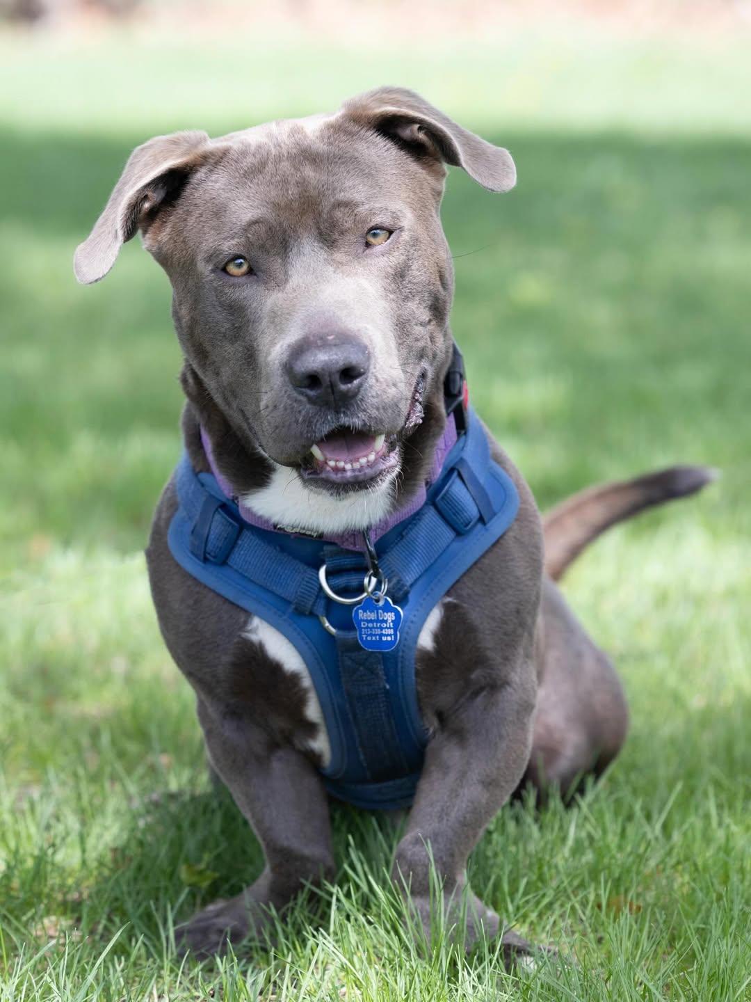 Tank, adopted, Adult Male American Staffordshire Terrier & Basset Hound.