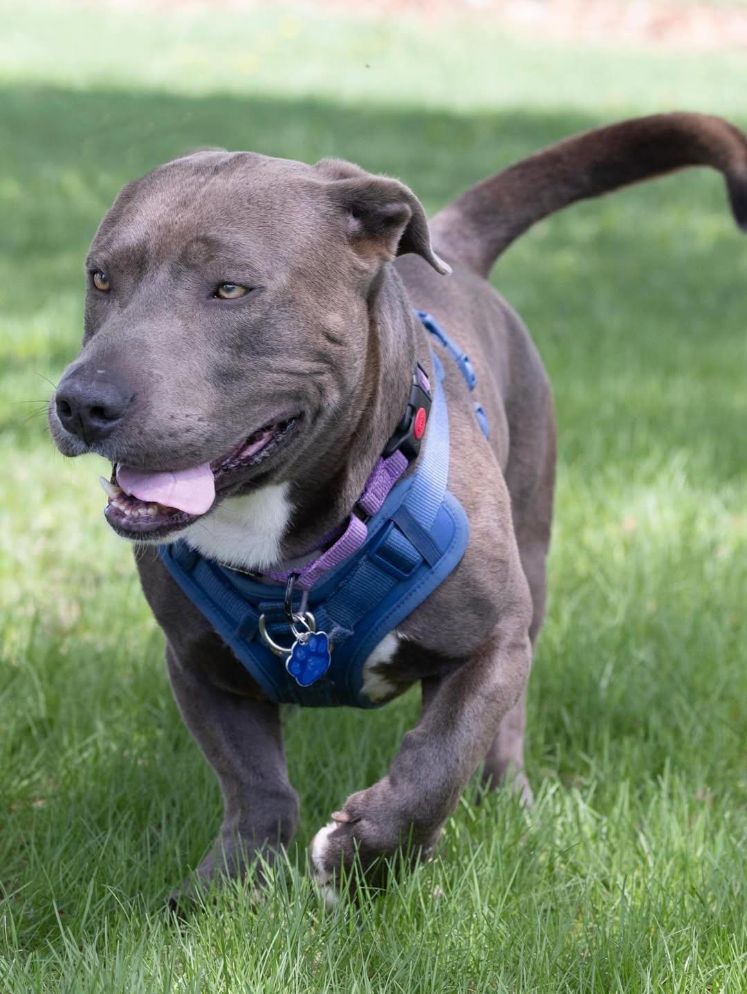 Tank, an adopted mixed breed in Detroit, MI image 4/6