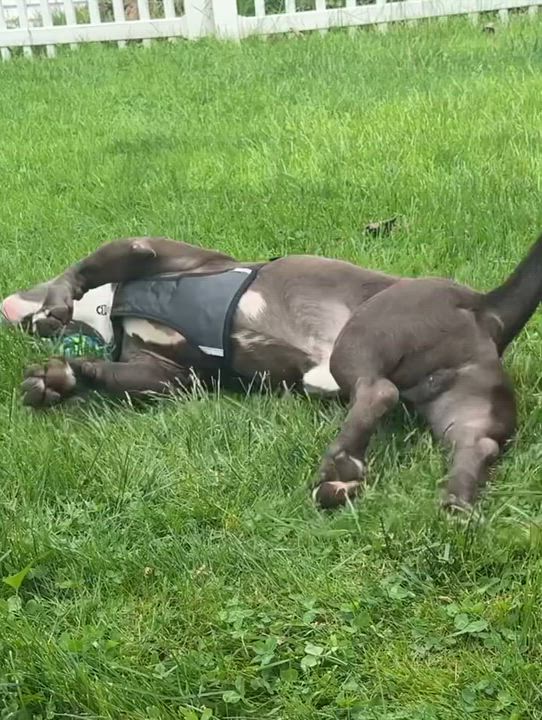 Enlarge Tank, an adopted mixed breed in Detroit, MI video 3/6
