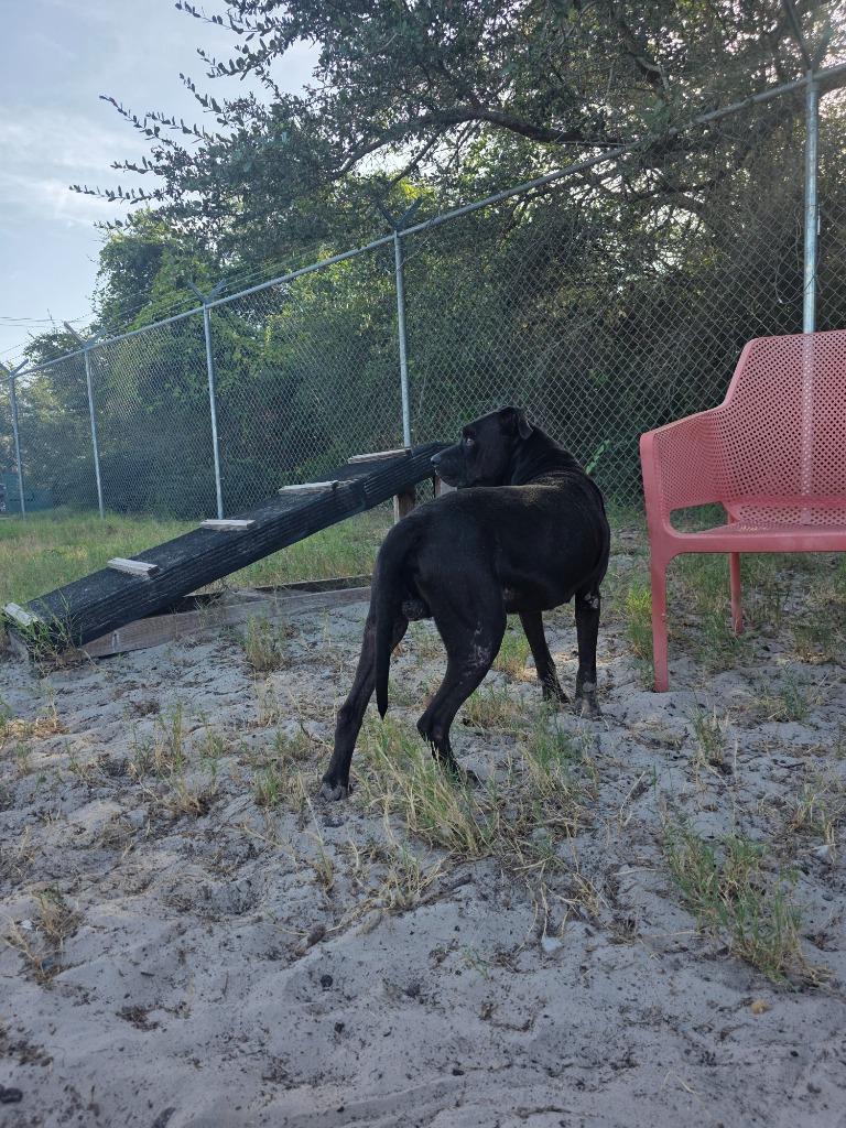 Enlarge Swallowtail Butterfly, a Adoptable mixed breed in Rockport, TX image 3/6