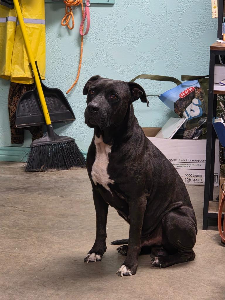 Swallowtail Butterfly, Adoptable, Adult Male Terrier & Mixed Breed.
