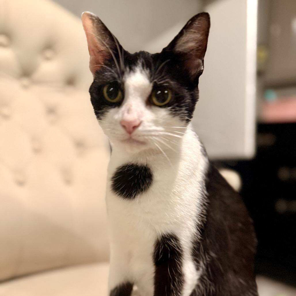 Olive, Adult Female unknown
