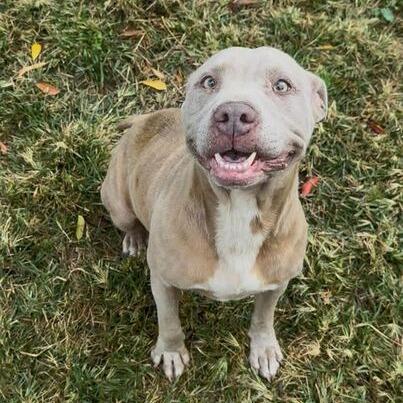 Sula, a Adoptable mixed breed in Turlock, CA image 1/6