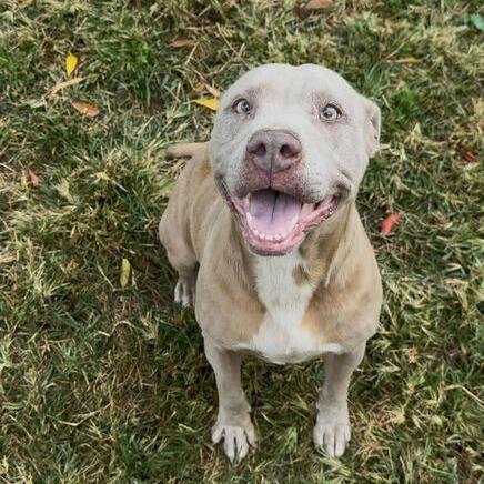 Sula, a Adoptable mixed breed in Turlock, CA image 2/6