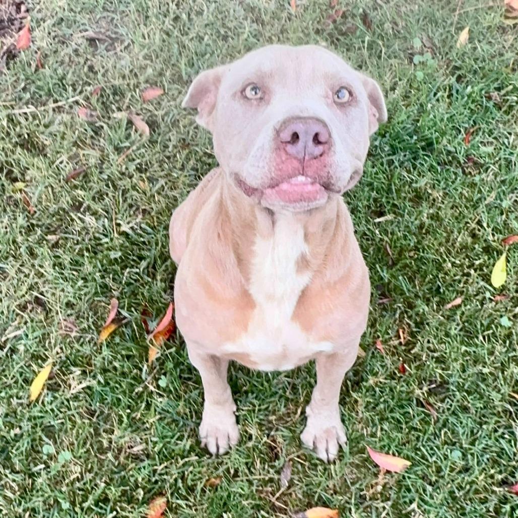 Sula, a Adoptable mixed breed in Turlock, CA image 3/6