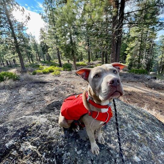 Sula, a Adoptable mixed breed in Turlock, CA image 4/6