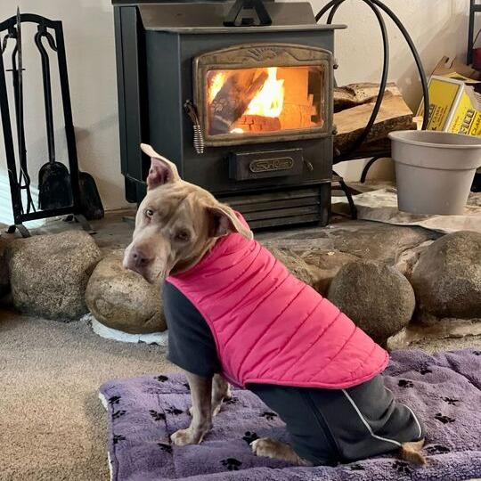 Sula, a Adoptable mixed breed in Turlock, CA image 5/6