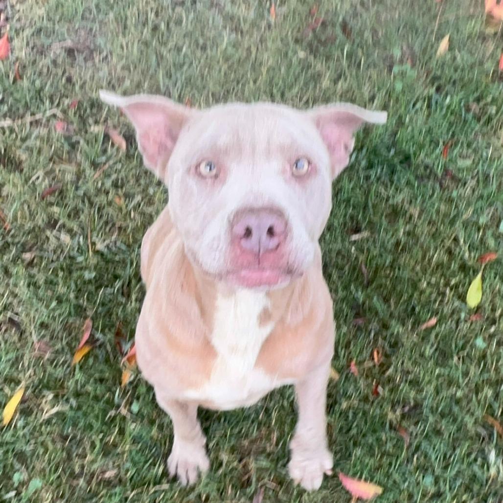 Sula, a Adoptable mixed breed in Turlock, CA image 6/6