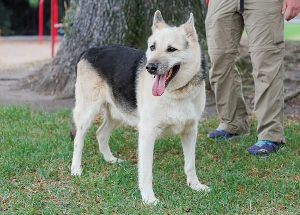 Hunter, Adoptable, Adult Male German Shepherd Dog & Siberian Husky.
