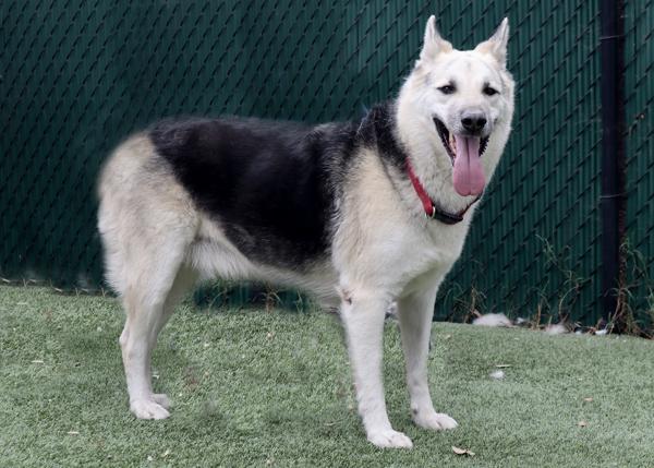 Enlarge Hunter, a Adoptable mixed breed in San Gabriel, CA image 2/6