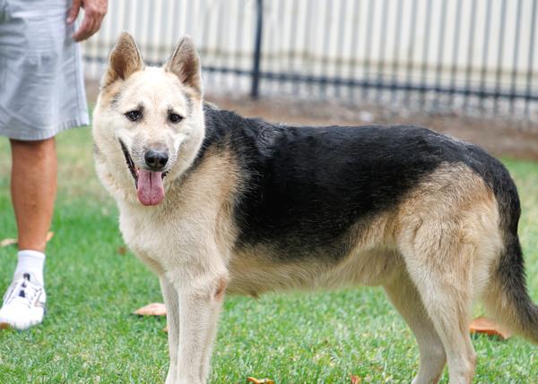 Enlarge Hunter, a Adoptable mixed breed in San Gabriel, CA image 4/6