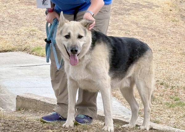 Enlarge Hunter, a Adoptable mixed breed in San Gabriel, CA image 4/6