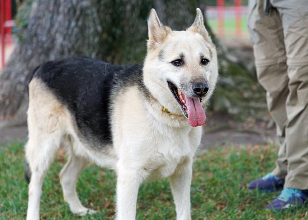 Enlarge Hunter, a Adoptable mixed breed in San Gabriel, CA image 5/6