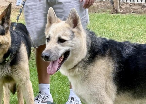 Enlarge Hunter, a Adoptable mixed breed in San Gabriel, CA image 6/6