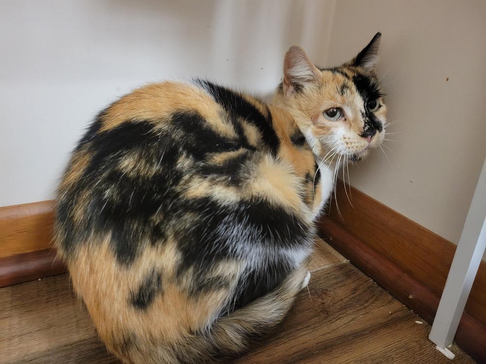 Noelle, Adoptable, Adult Female Domestic Short Hair.