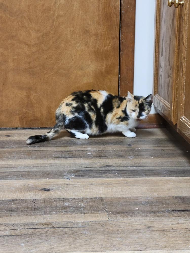 Enlarge Noelle, a Adoptable Domestic Short Hair in Lorain, OH image 2/6
