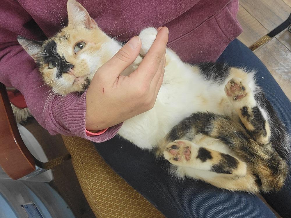 Enlarge Noelle, a Adoptable Domestic Short Hair in Lorain, OH image 3/6