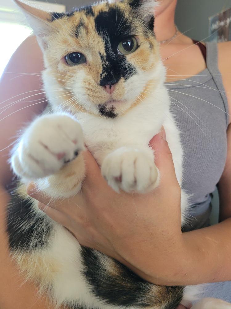 Enlarge Noelle, a Adoptable Domestic Short Hair in Lorain, OH image 4/6